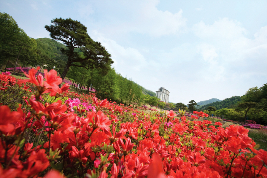 엘리시안 강촌 花